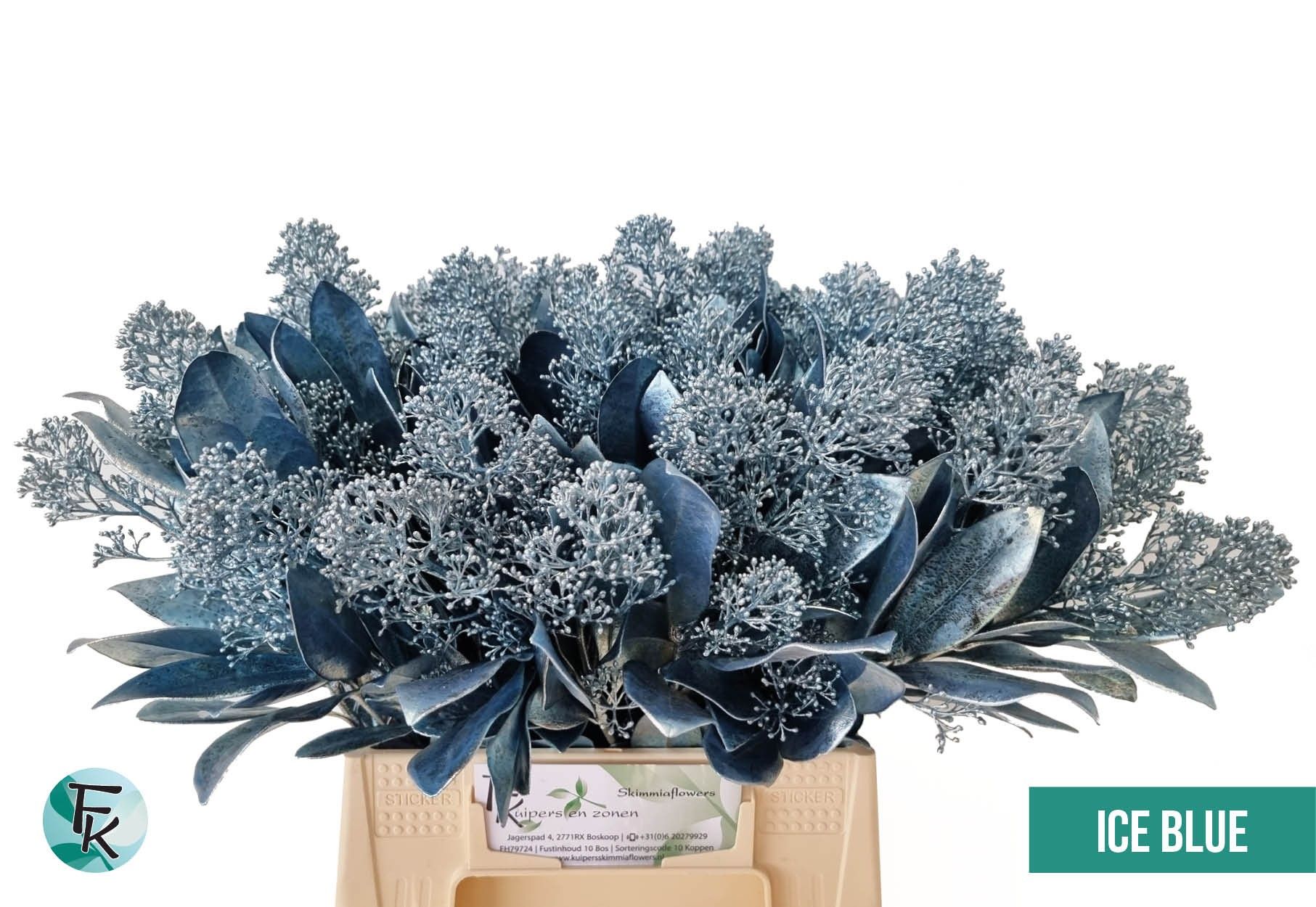 Skimmia Painted 45cm