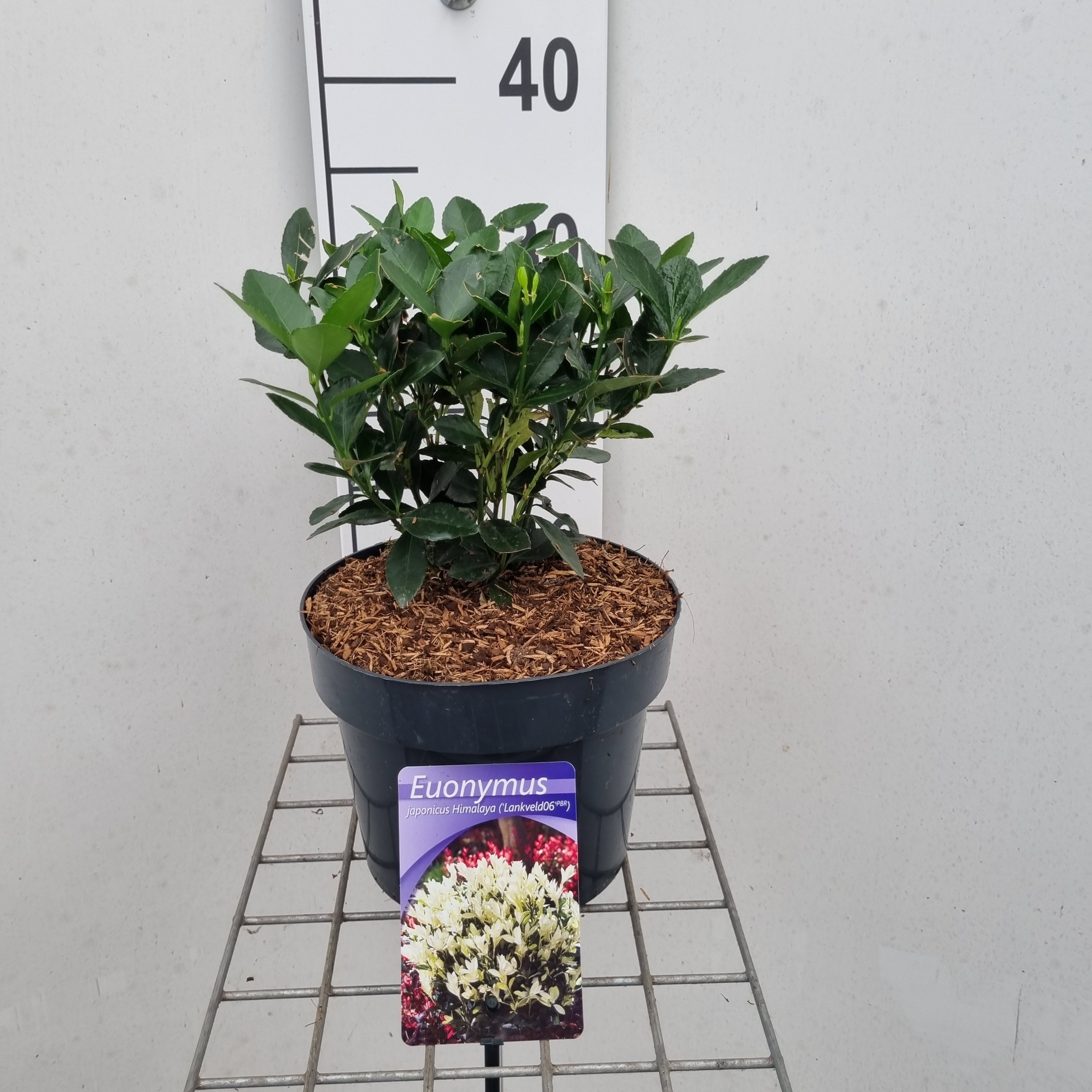 Picture of Euonymus jap Hymalaya P19 (3 Ltr)