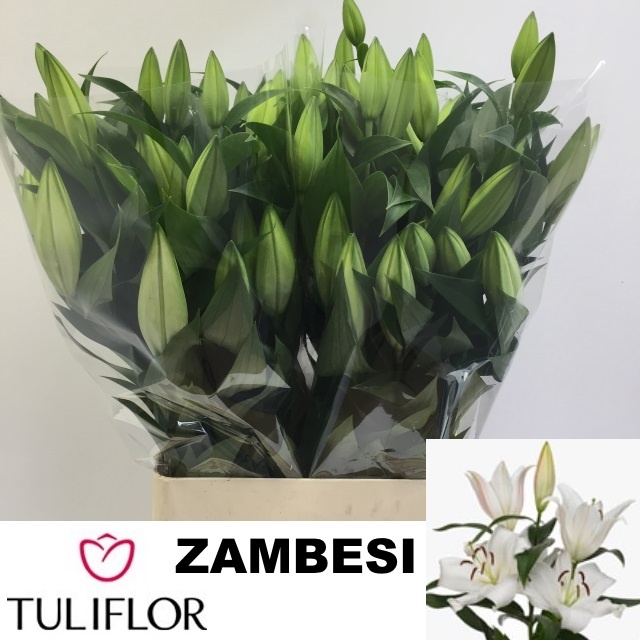 Lilium Ot Zambesi 100cm 4/5bl