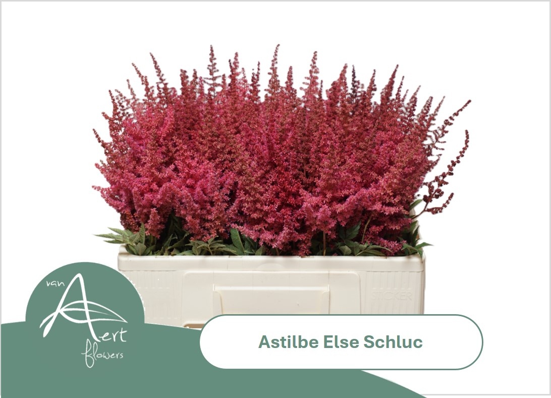 Astil Ar Else Schluc
