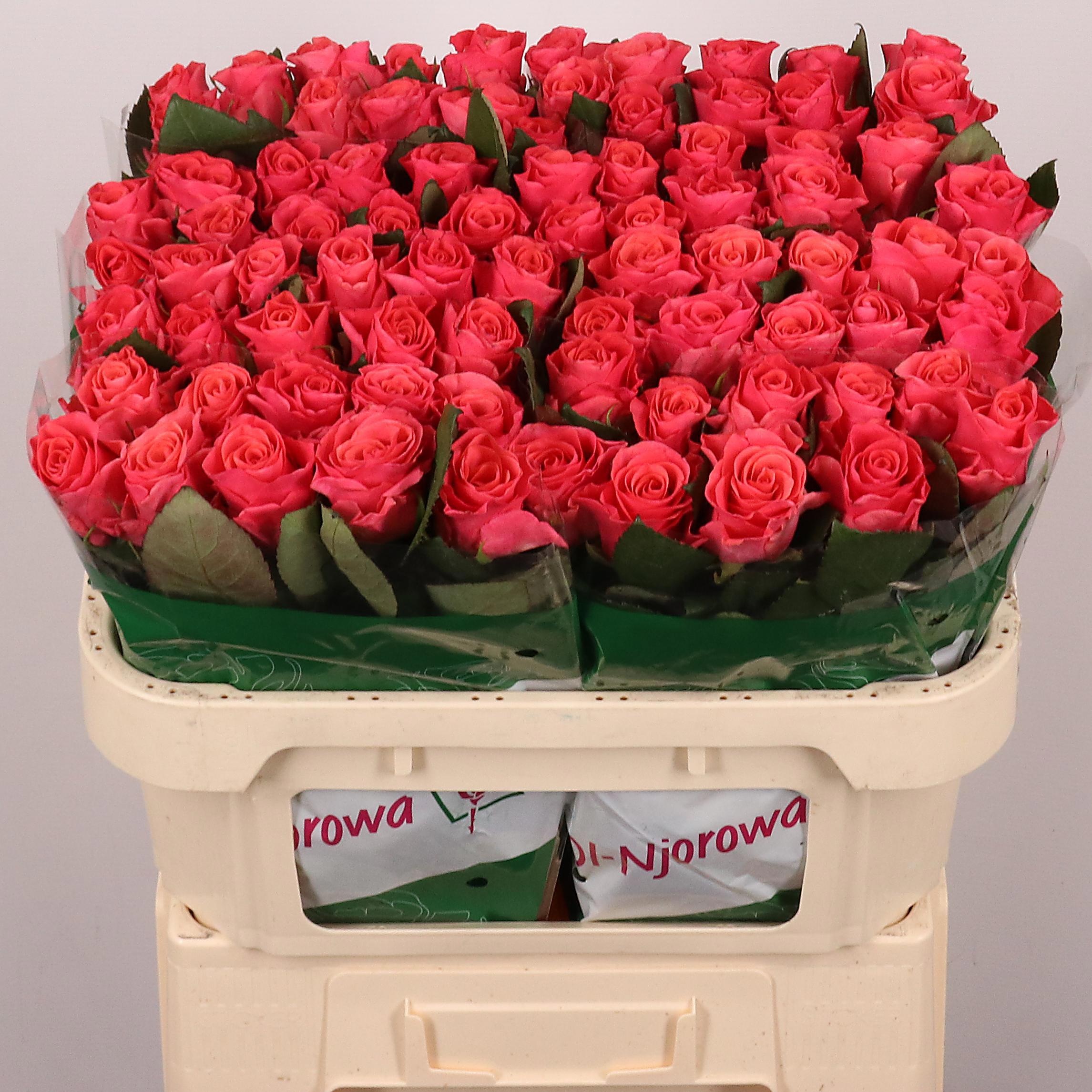 Rosa Pink Tacazzi 70cm