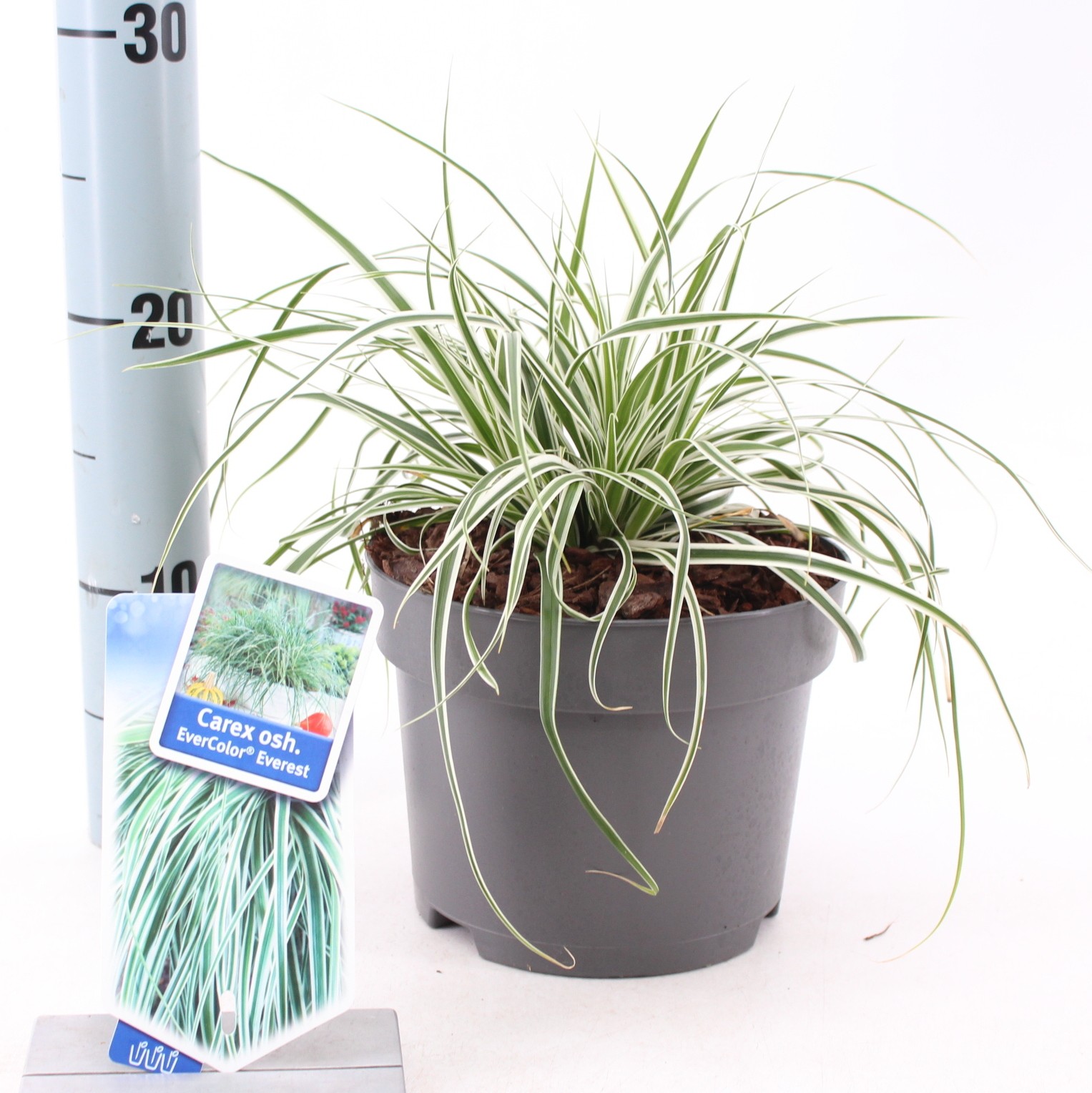 Picture of Carex oshimensis EverColor® Everest ('Fiwhite'PBR)