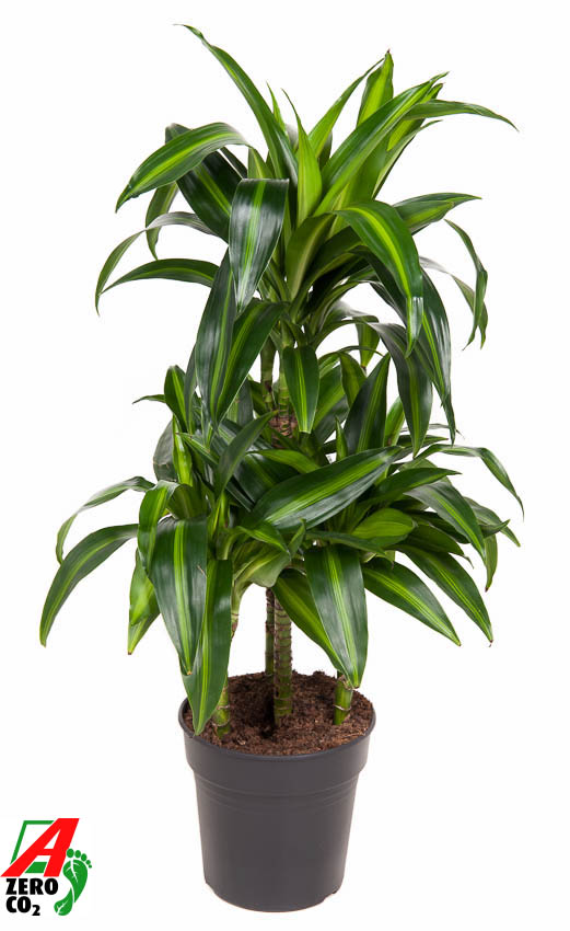 Picture of Dracaena Hawaiian 45-carrousel P21 100CM