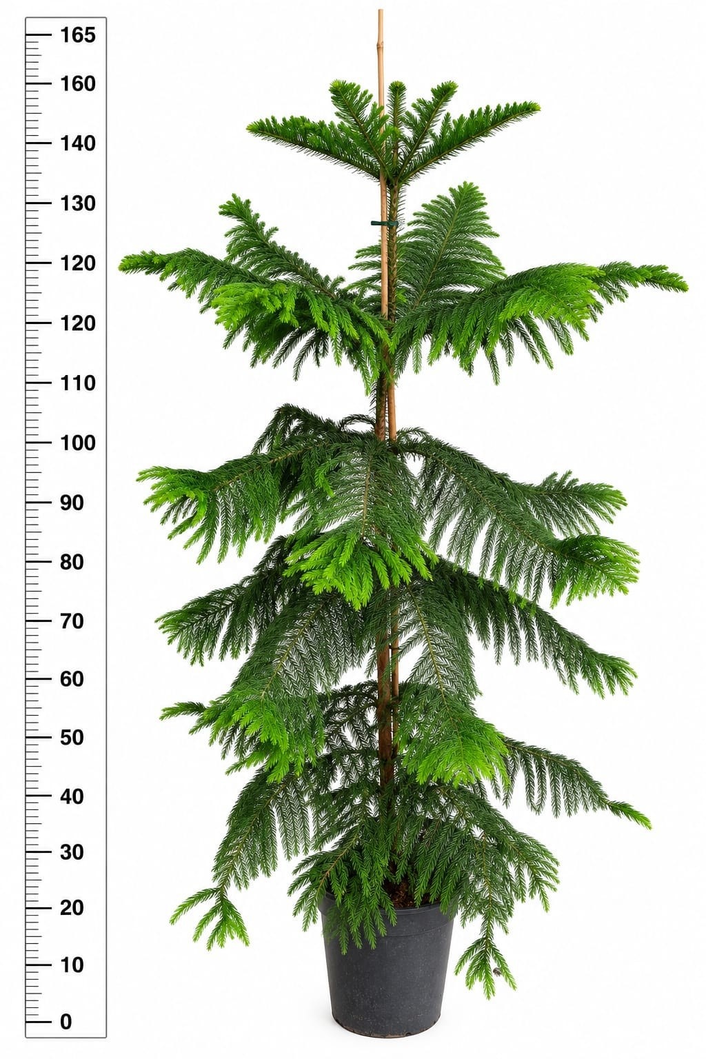 Arau Heterophyl 30Ø 170cm