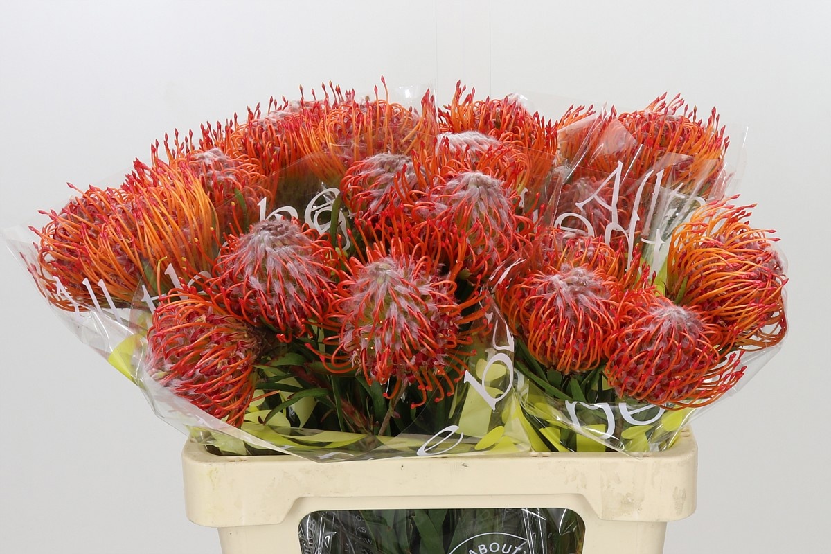 Leucospermum Tango 60cm