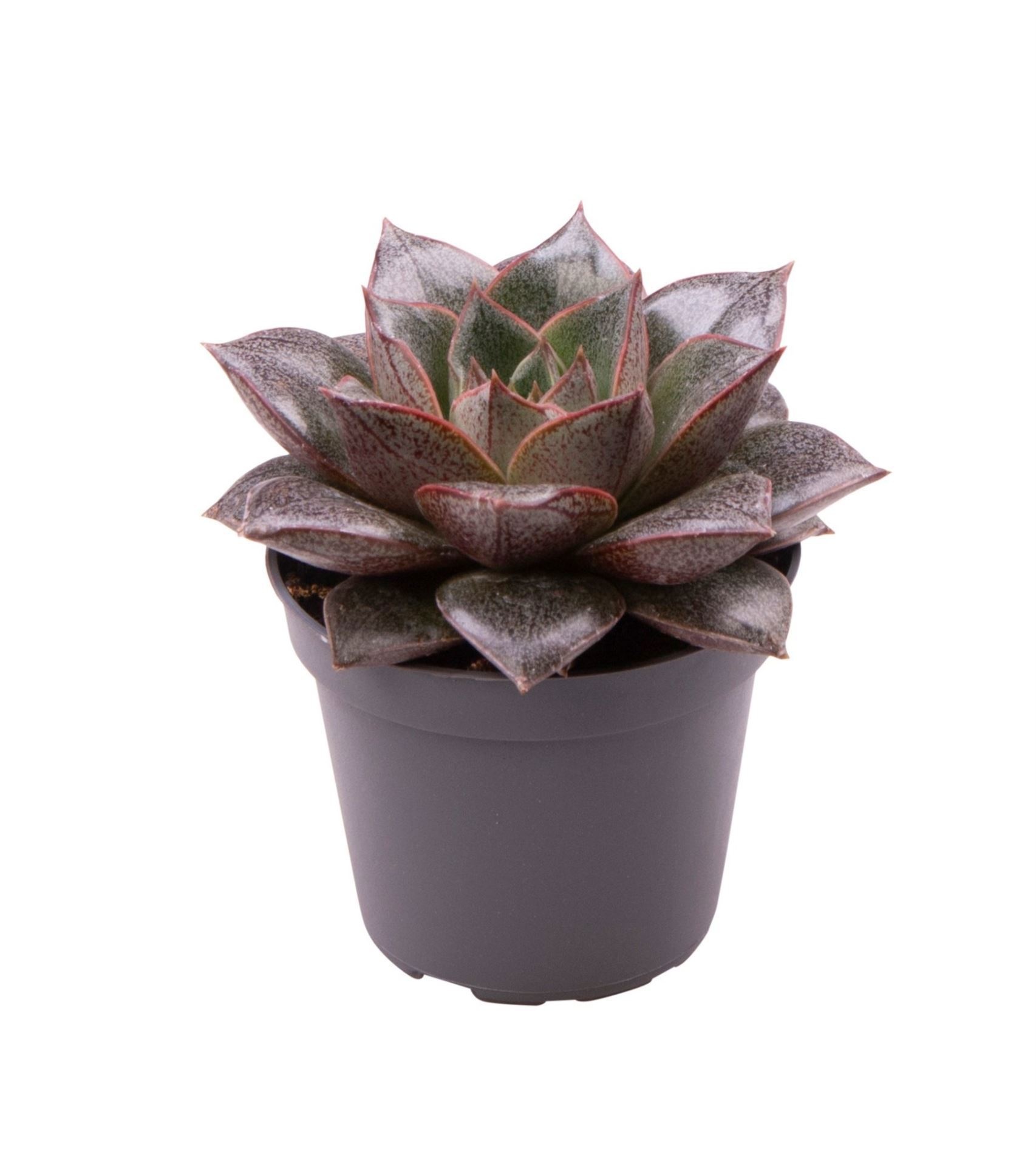 Echeveria purpusorum