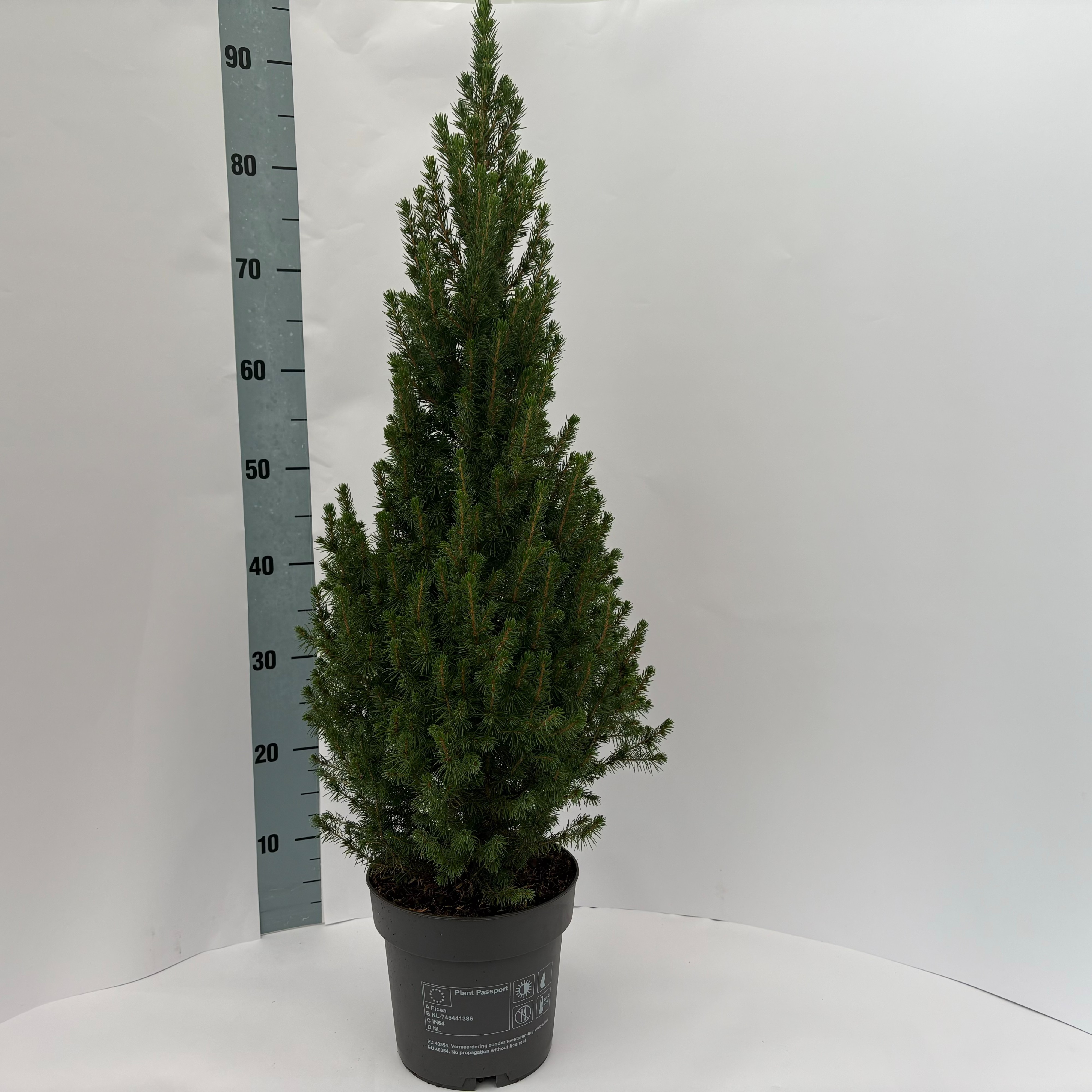 Picture of Picea glauca Perfecta P19 (3 Ltr) (LOOSE)