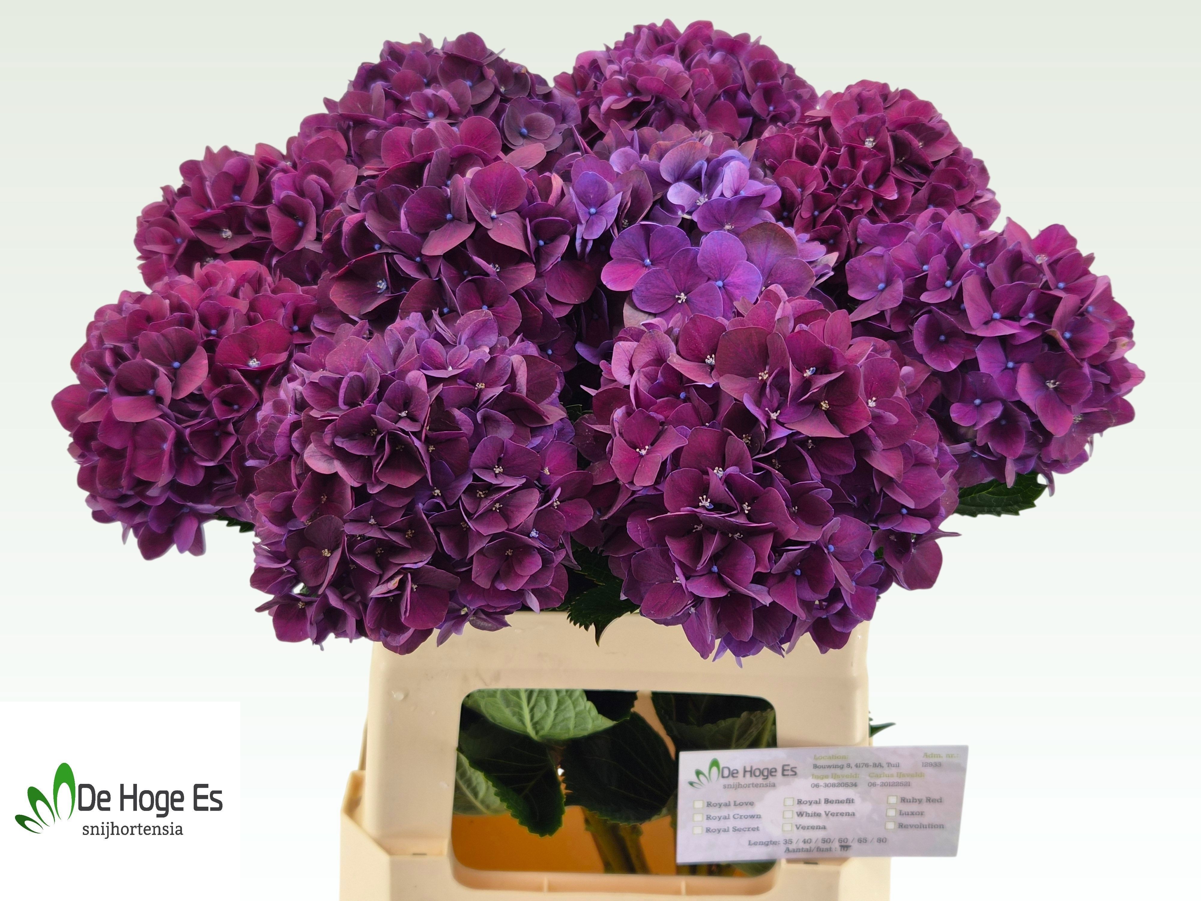 Hydrangea Ruby Red Purple 60cm 13Ø