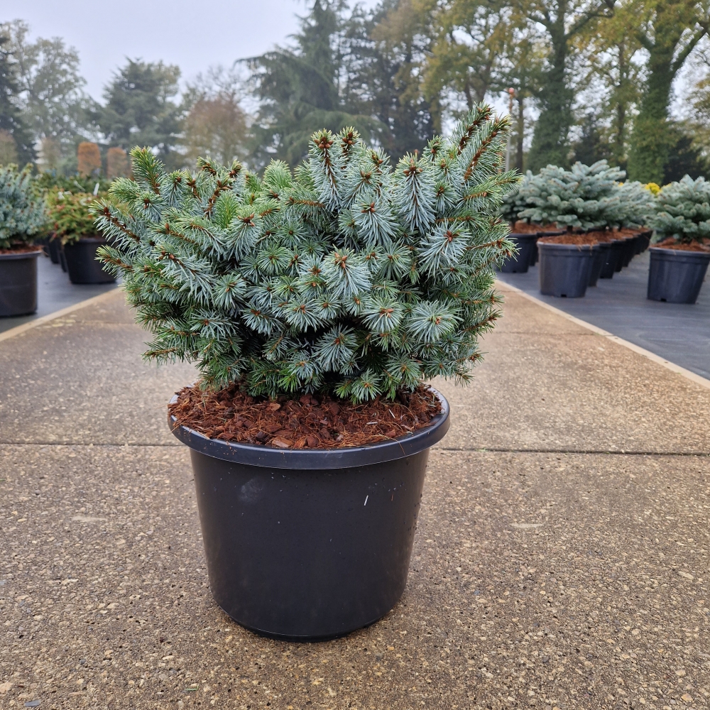 Picture of Picea sitchensis Silberzwerg C15 30/40 (LOOSE)