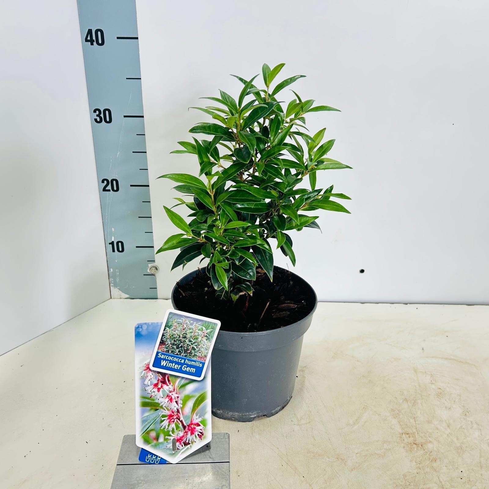 Sarcococca hookeriana Winter Gem ('Pmoore03') pmoore03pbr