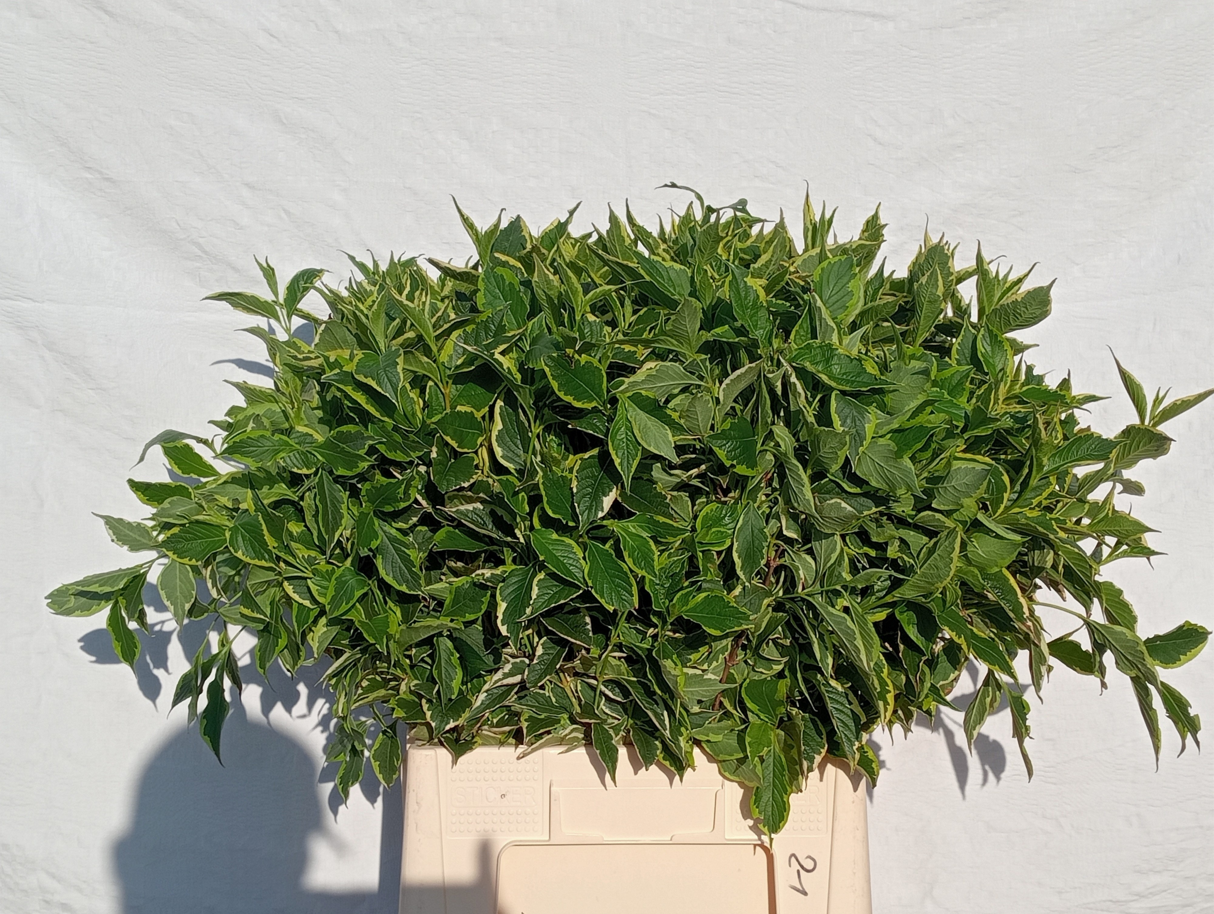 Weigela Elstead 70cm