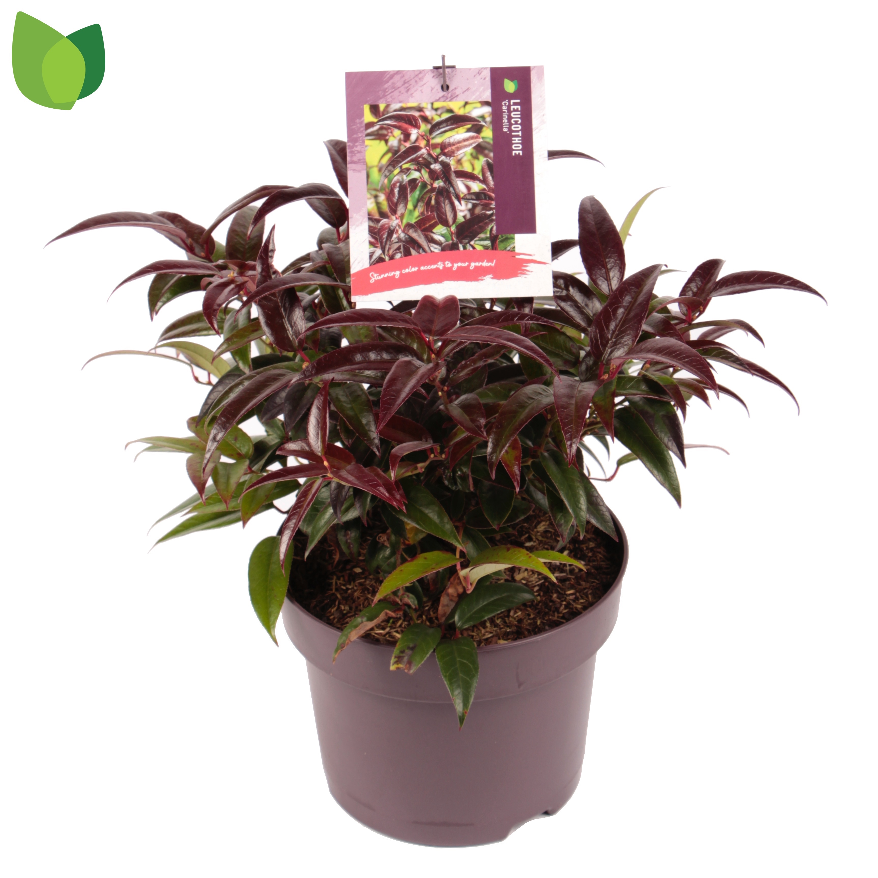 Picture of Leucothoe Carinella P23 (5 Ltr) (LOOSE)