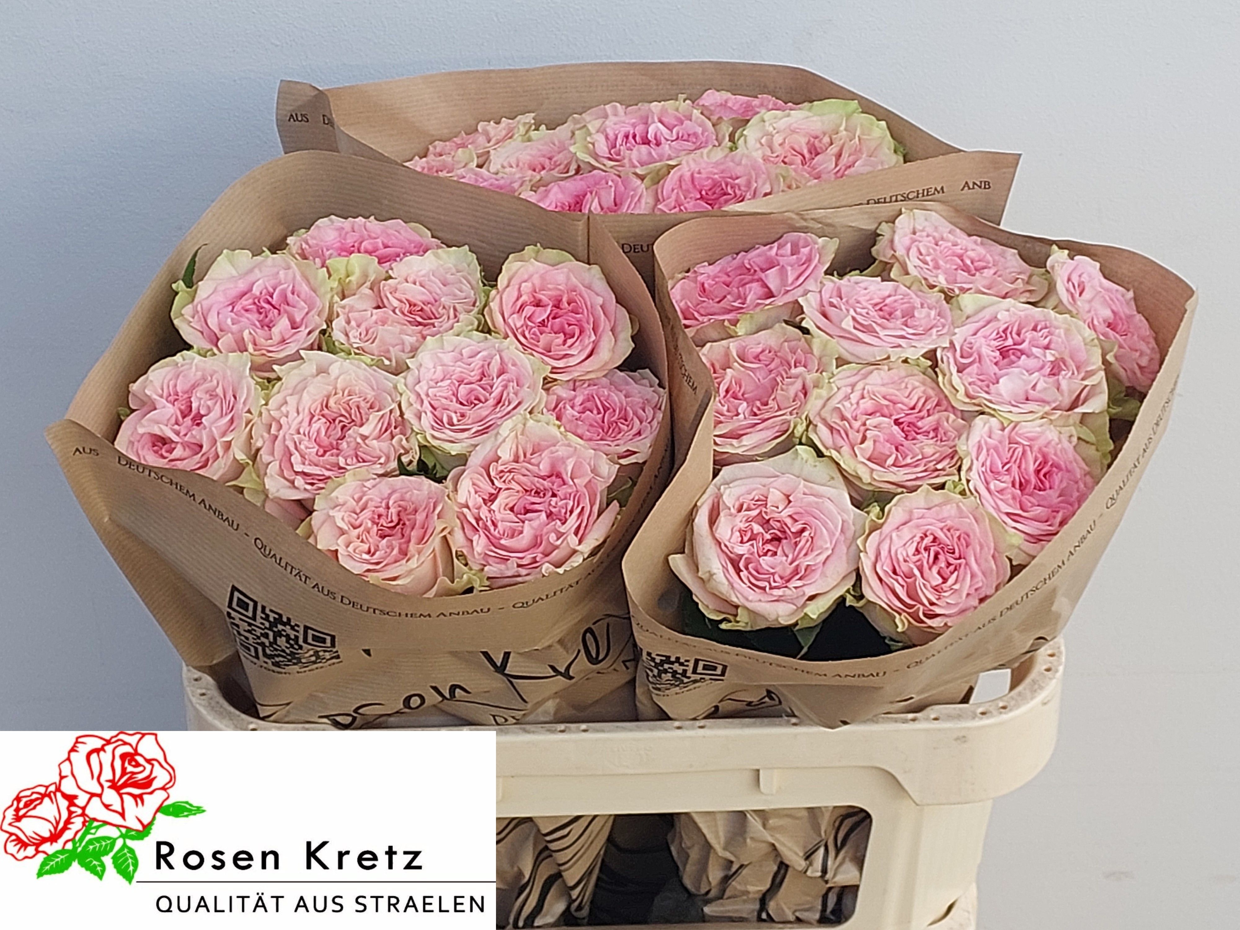 R Gr Lady Jane 70cm