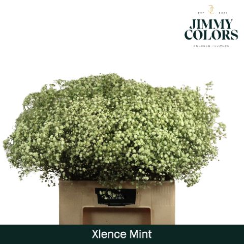 Gyps Xlence L60 Mint