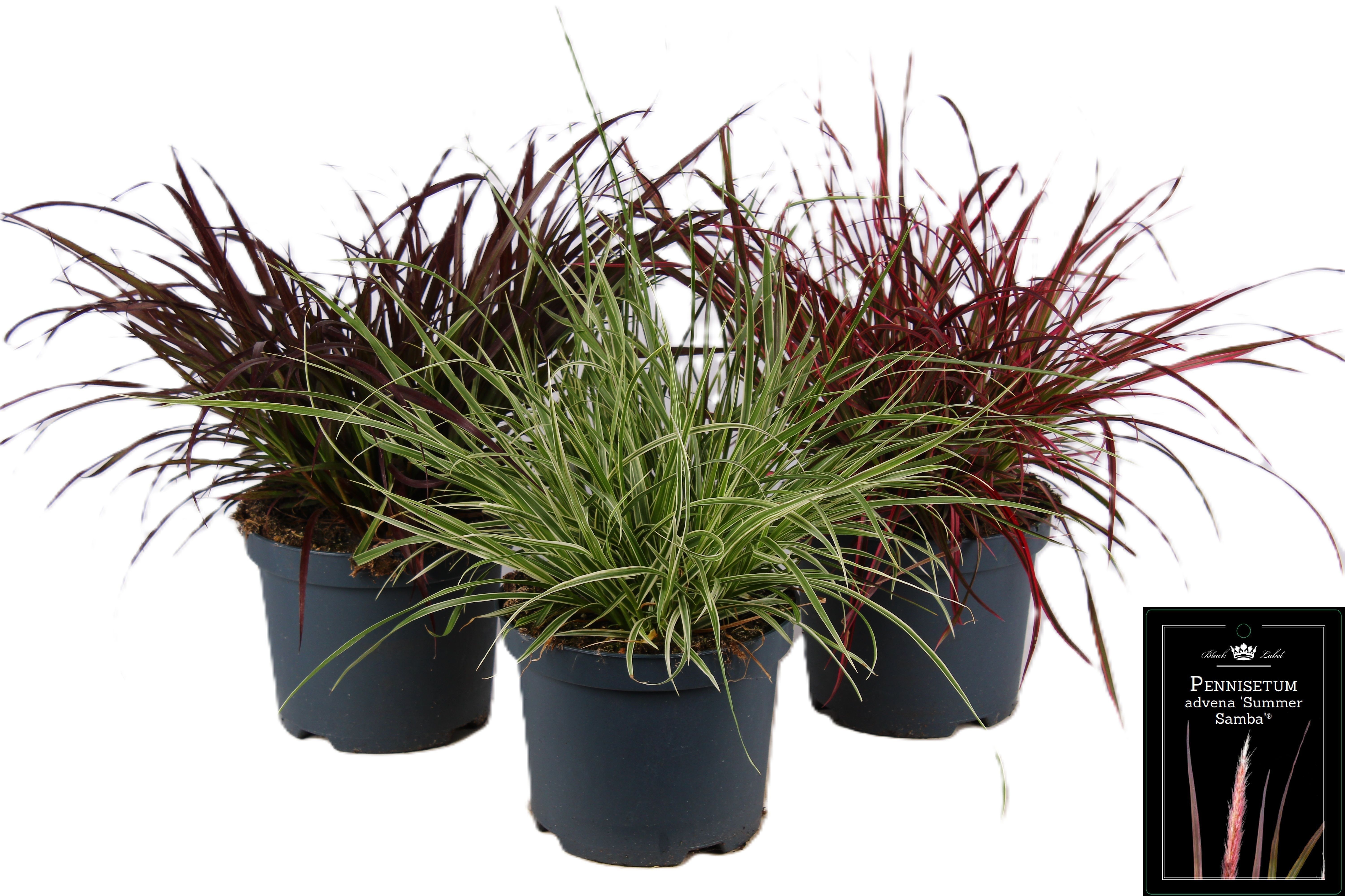 Picture of Pennisetum x advena mixed-shelf