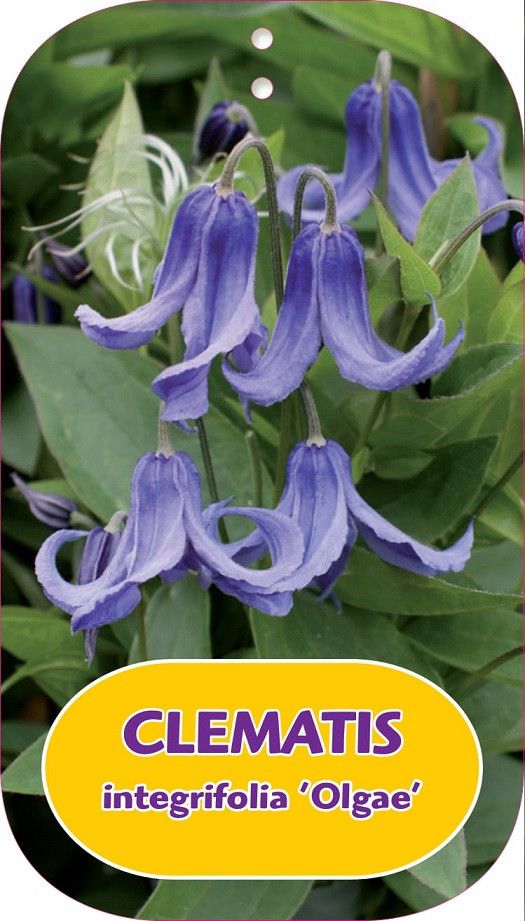 Clematis integrifolia 'Olgae'