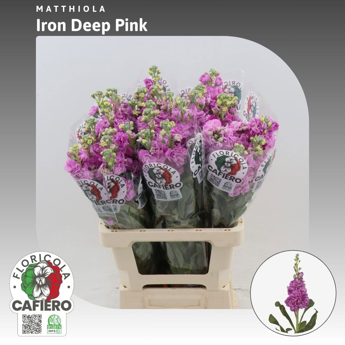 Matthiola Iron Cerise 70cm