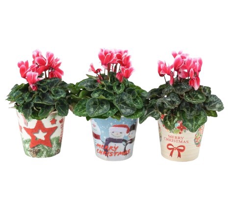 Cyclamen 'Fantasia Artic Red' in smartcup Christmas