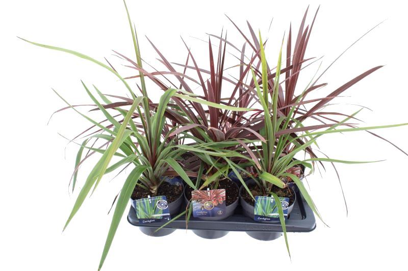 Picture of Cordyline mix