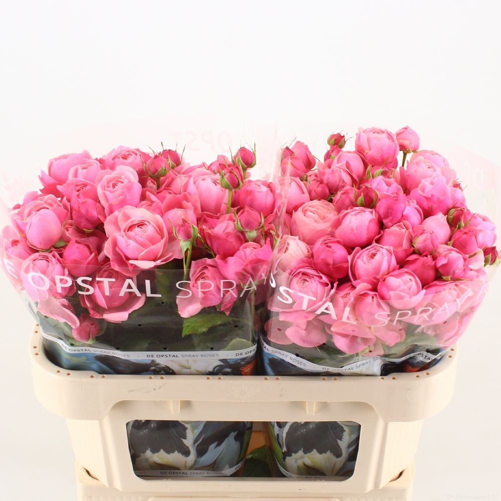 Rosa Spr Silva Pink+ 70cm