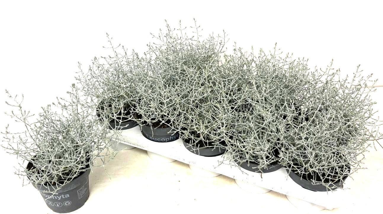 Leucoph Silvercalos 12P 18H