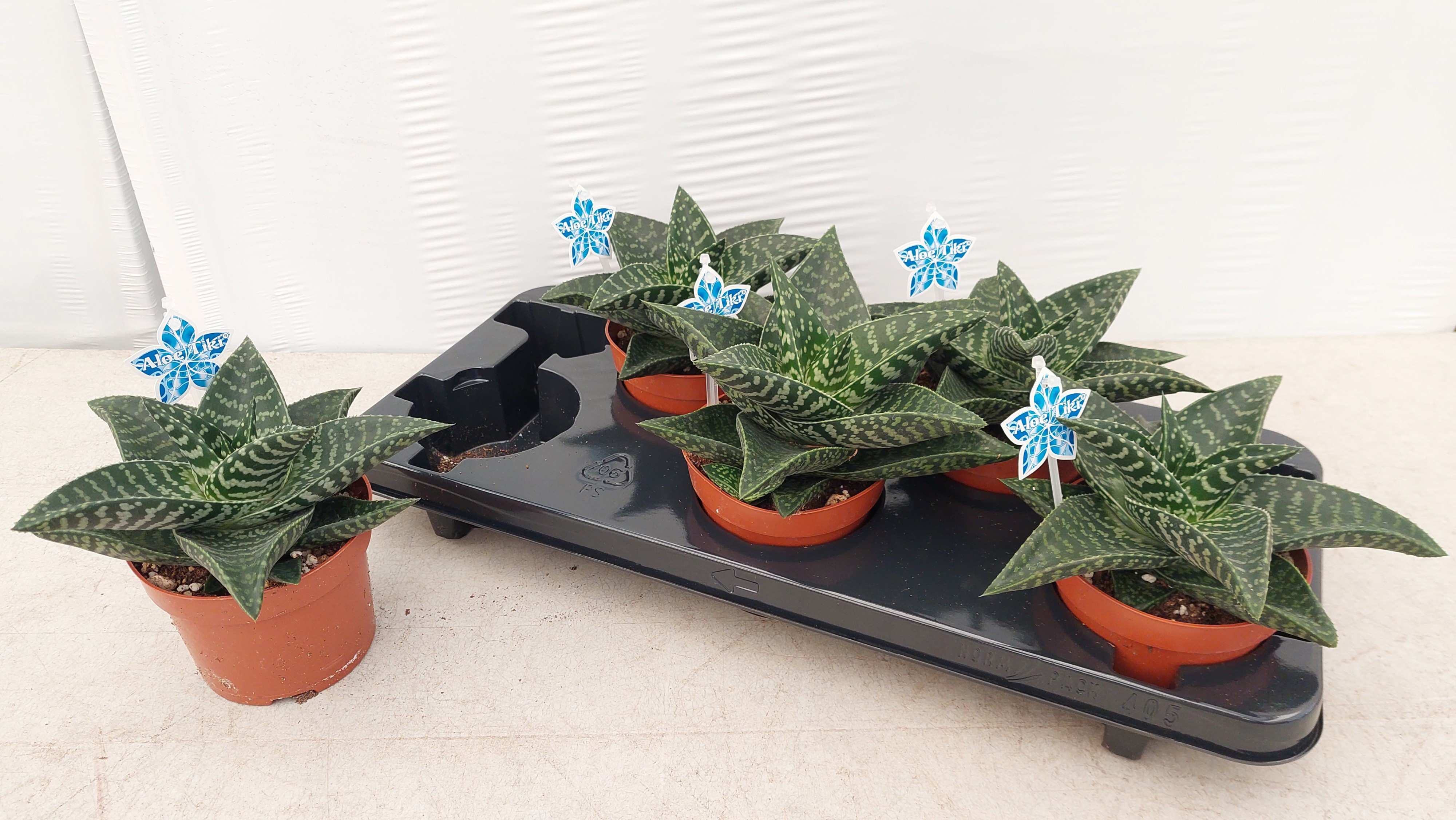 xGasteraloe 'Tiki Zilla' GASTERALO TIKI ZILLA | Gardenline
