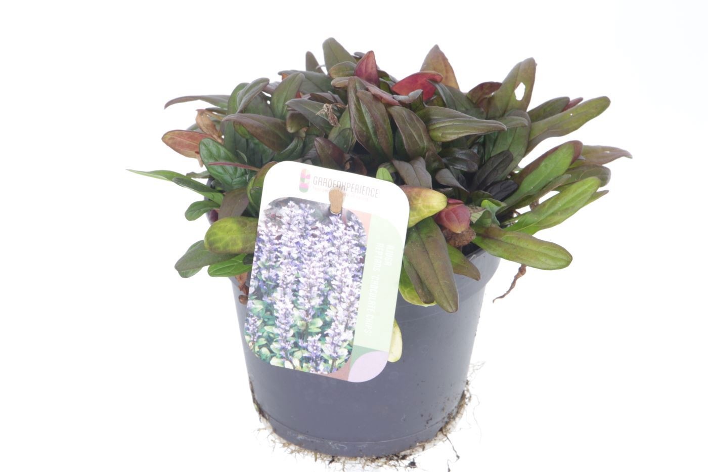 Ajuga Rept 13P 20H