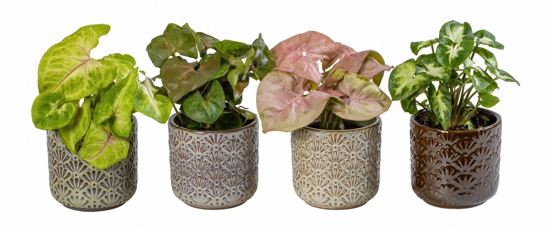 Syngonium L 66043 With Syngonium Mix