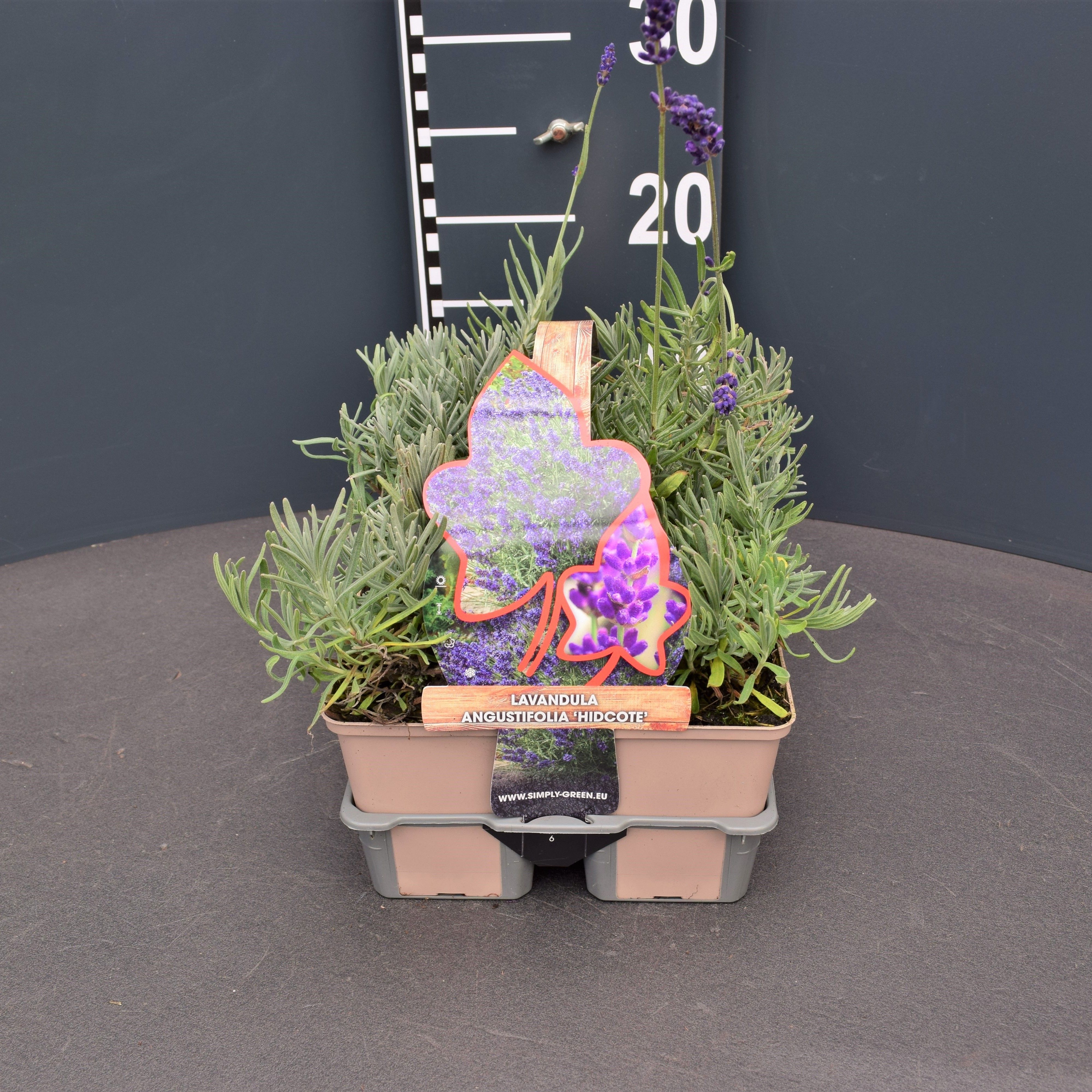 Lavandula angustifolia 'Hidcote' 6 pack