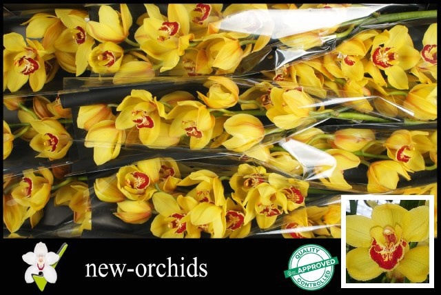Cymbidium Rijsenhout 8/11bl