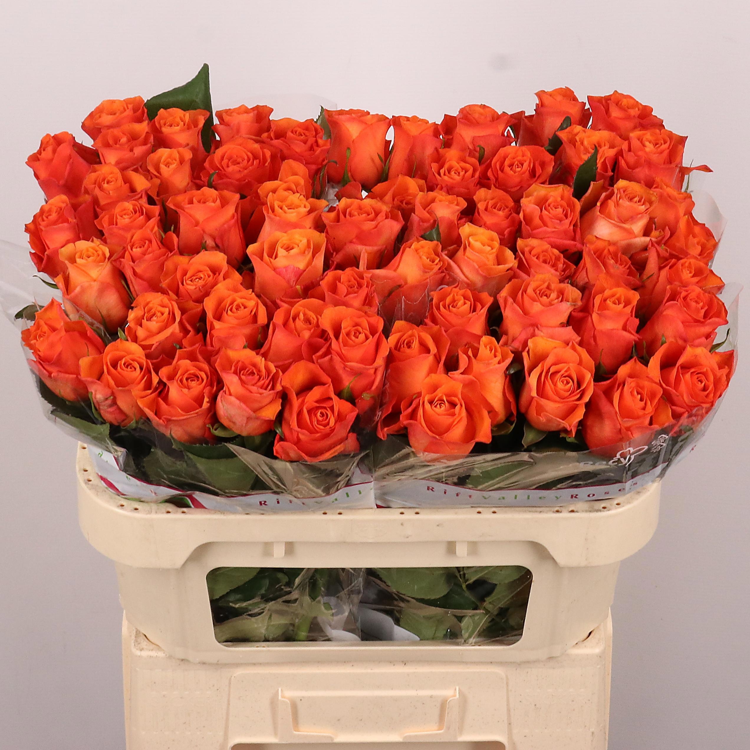 Rosa Orange Wave 70cm