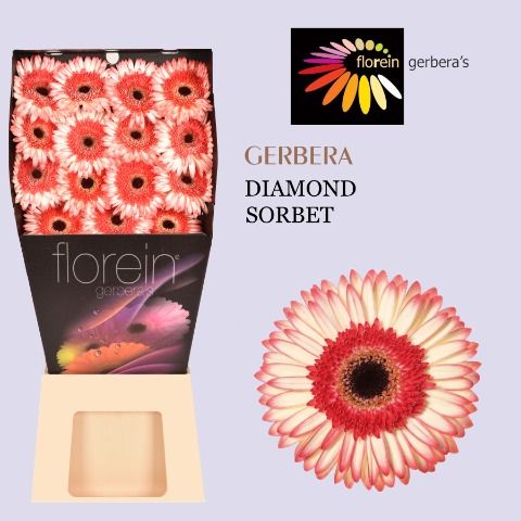 Ge Gr Sorbet