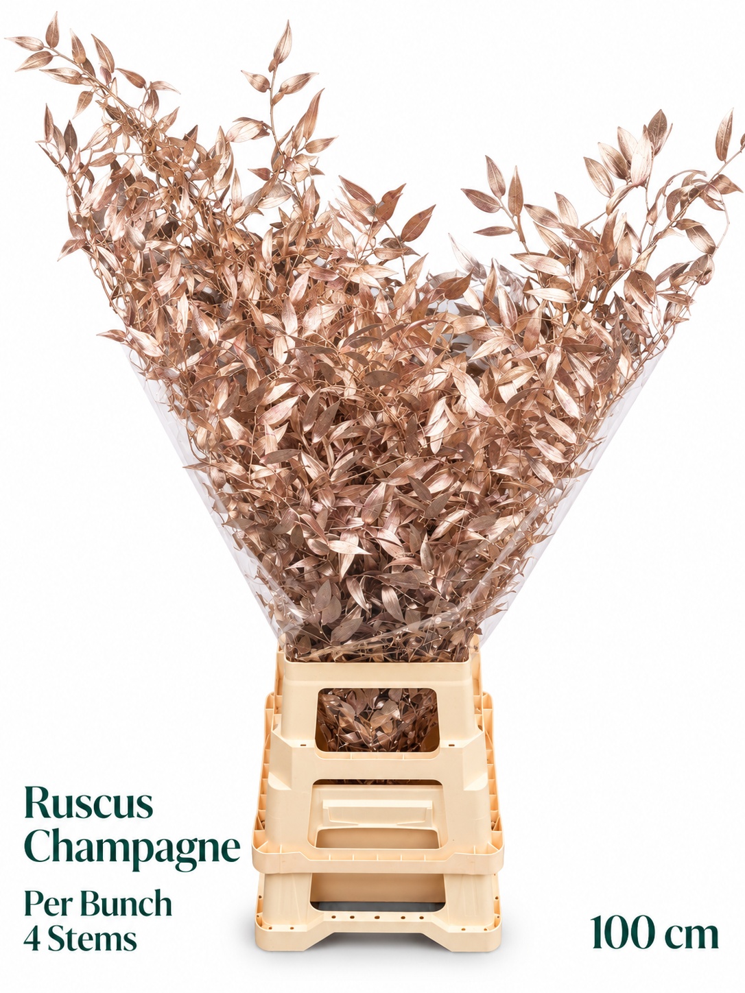 Ruscus Color Treated