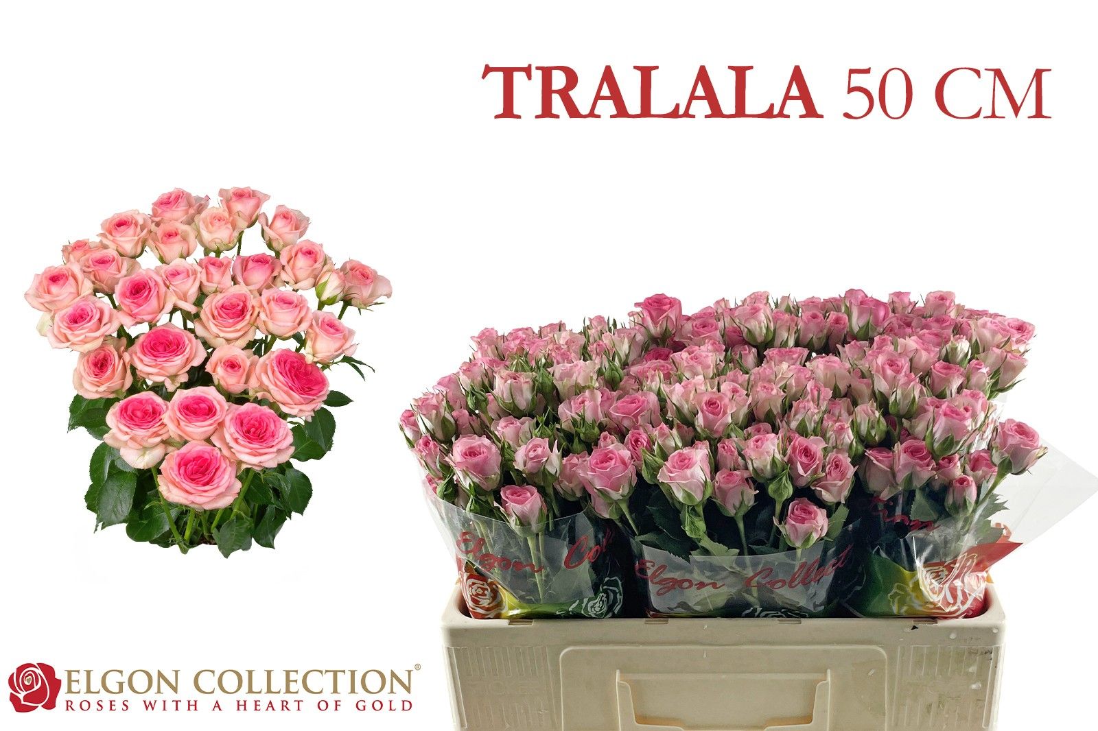 Rosa Spray Tralala 50cm
