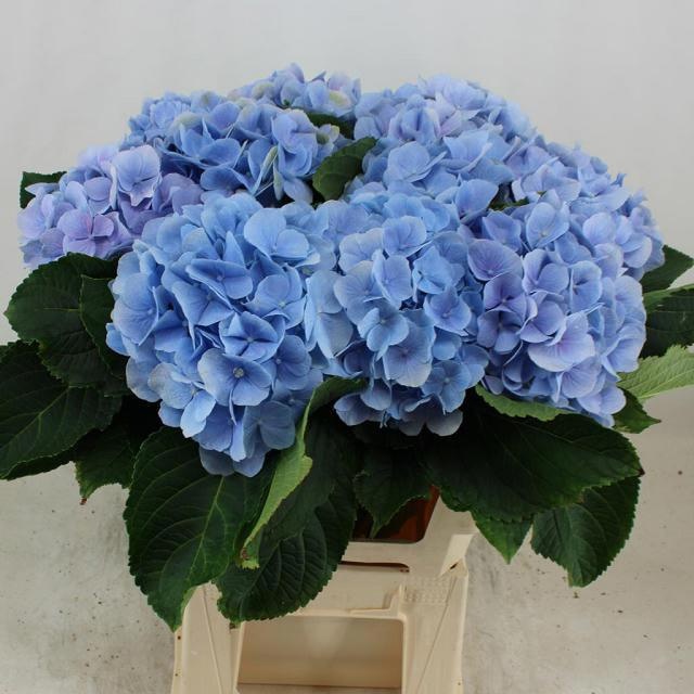 Hydrangea Verena Blue 60cm 19Ø
