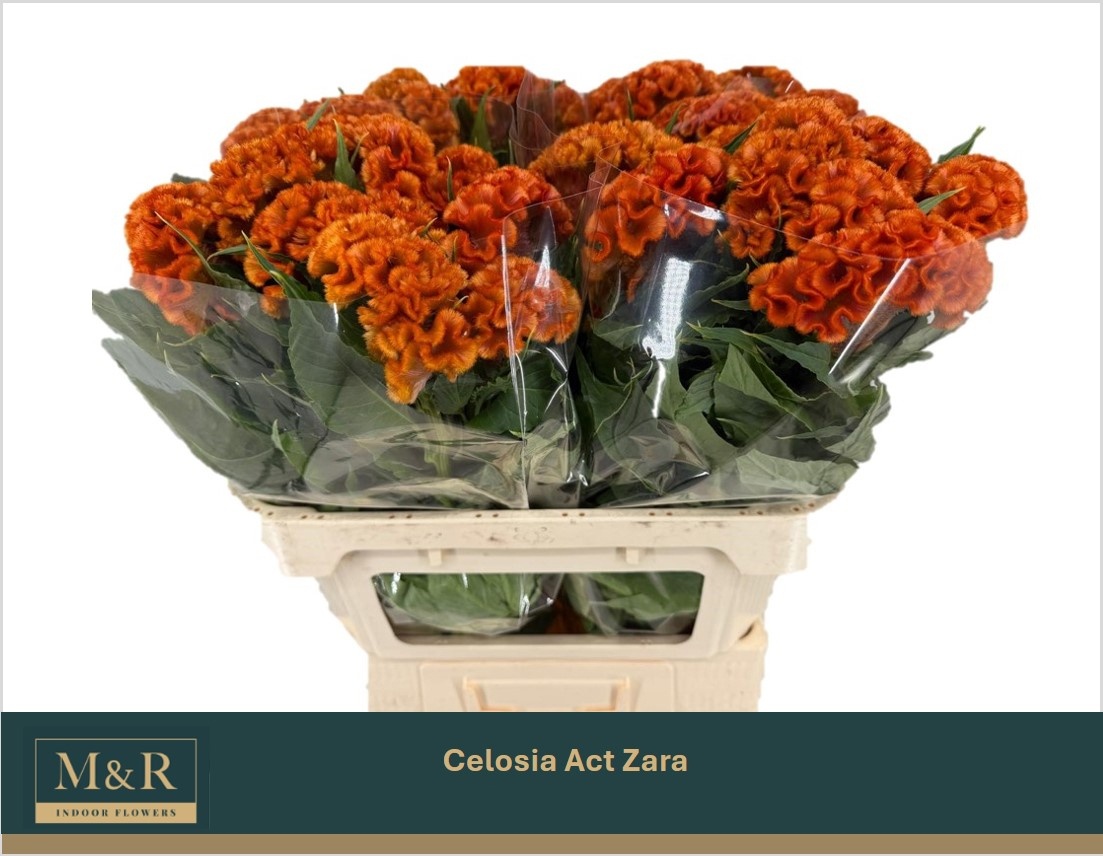 Celosia Act Zara 70cm