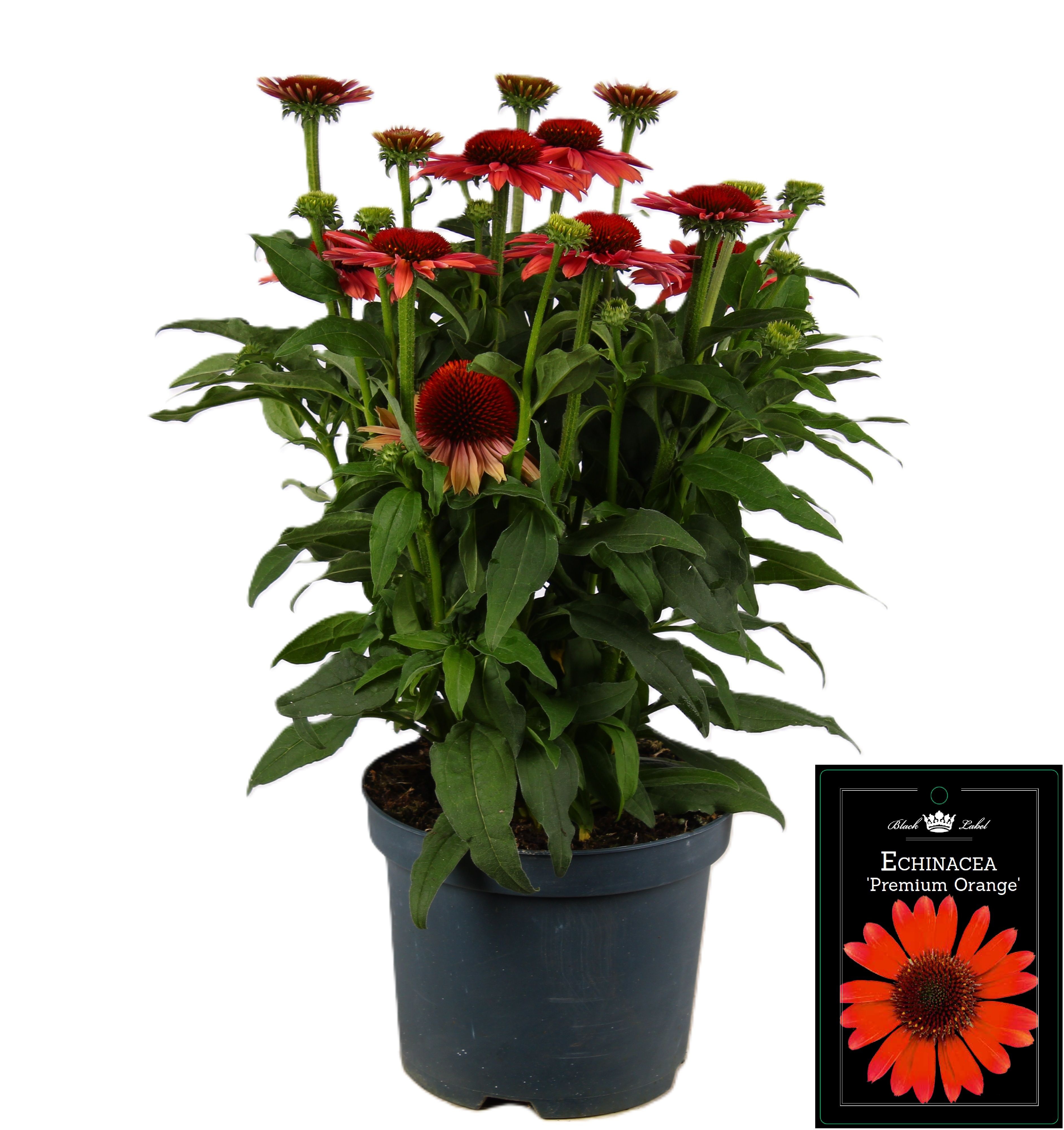 Picture of Echinacea Premium Orange