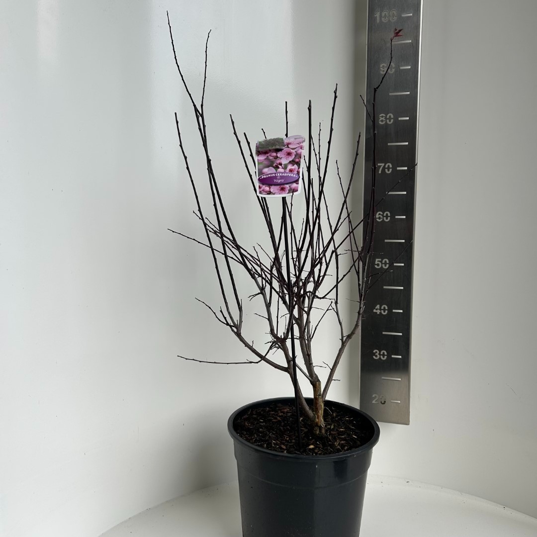 Picture of Prunus cerasifera nigra P29 (10 Ltr) (LOOSE)