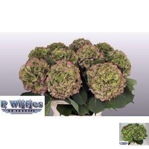 Hydrangea Elbtal Classic Pink 80cm 22Ø