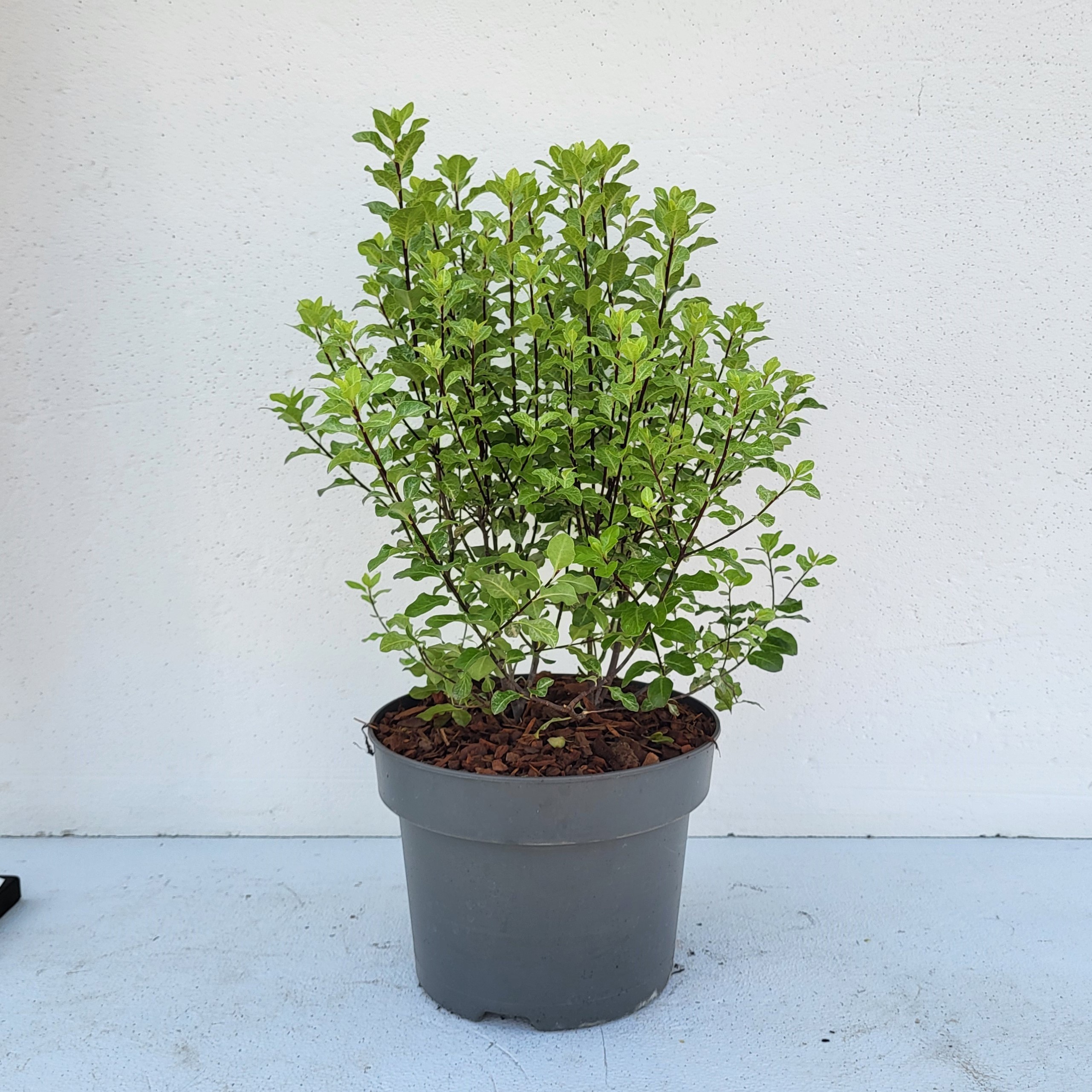 Pittosporum ten. 'Irene Patterson' - 'Colours in Shape'