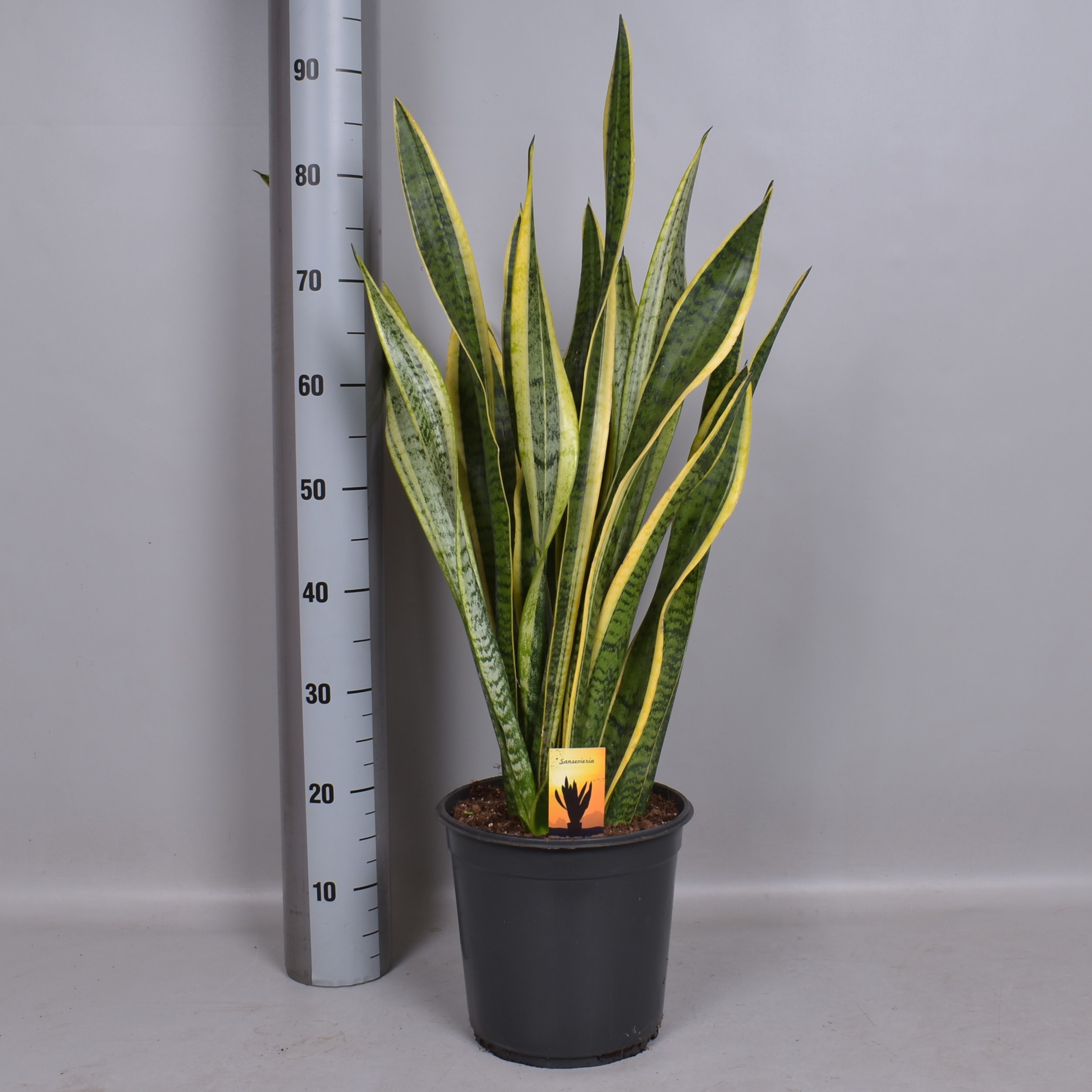 Sansevieria trif. 'Laurentii' SANSEV LAURENTII | Gardenline