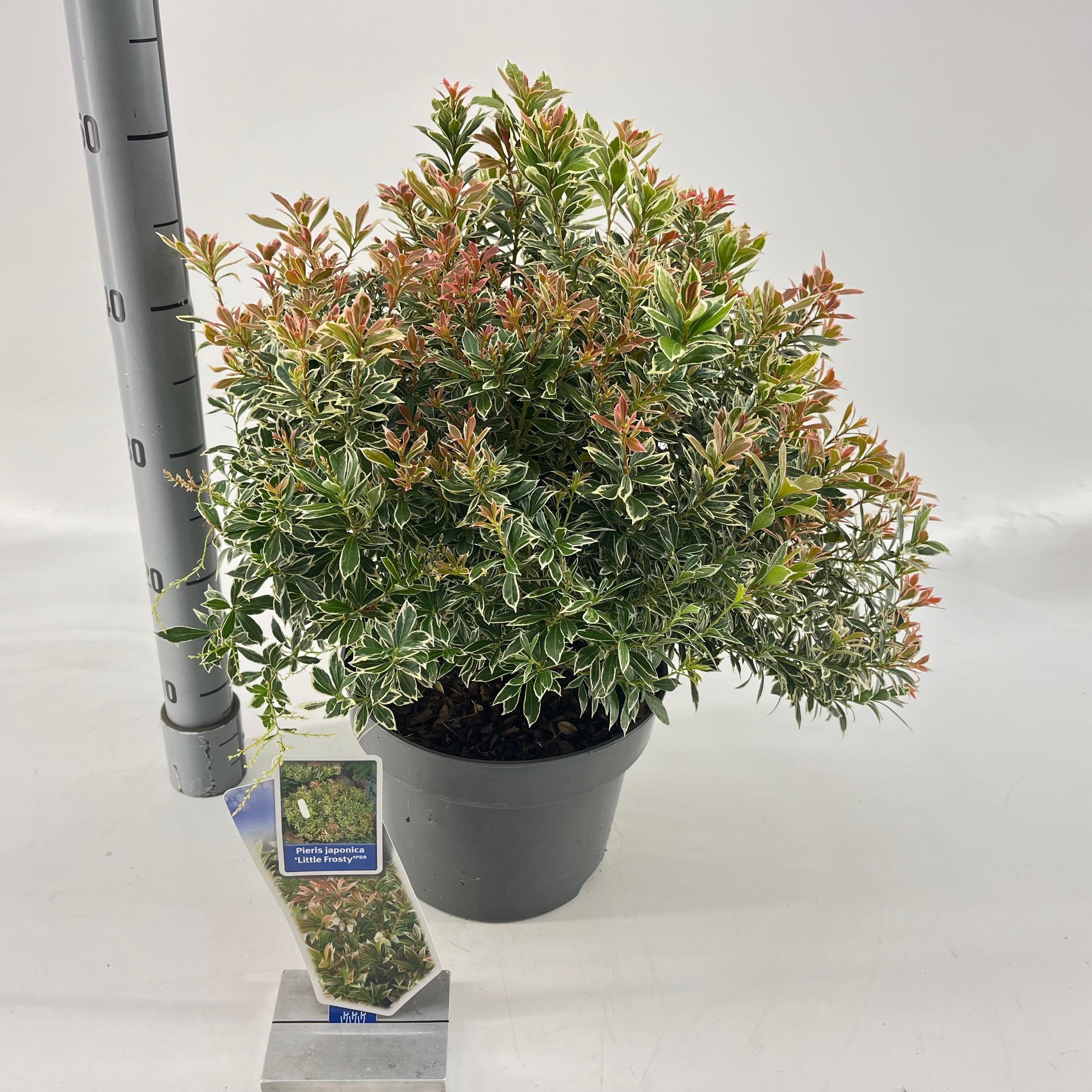 Picture of Pieris jap. ‘Little Frosty’ PBR
