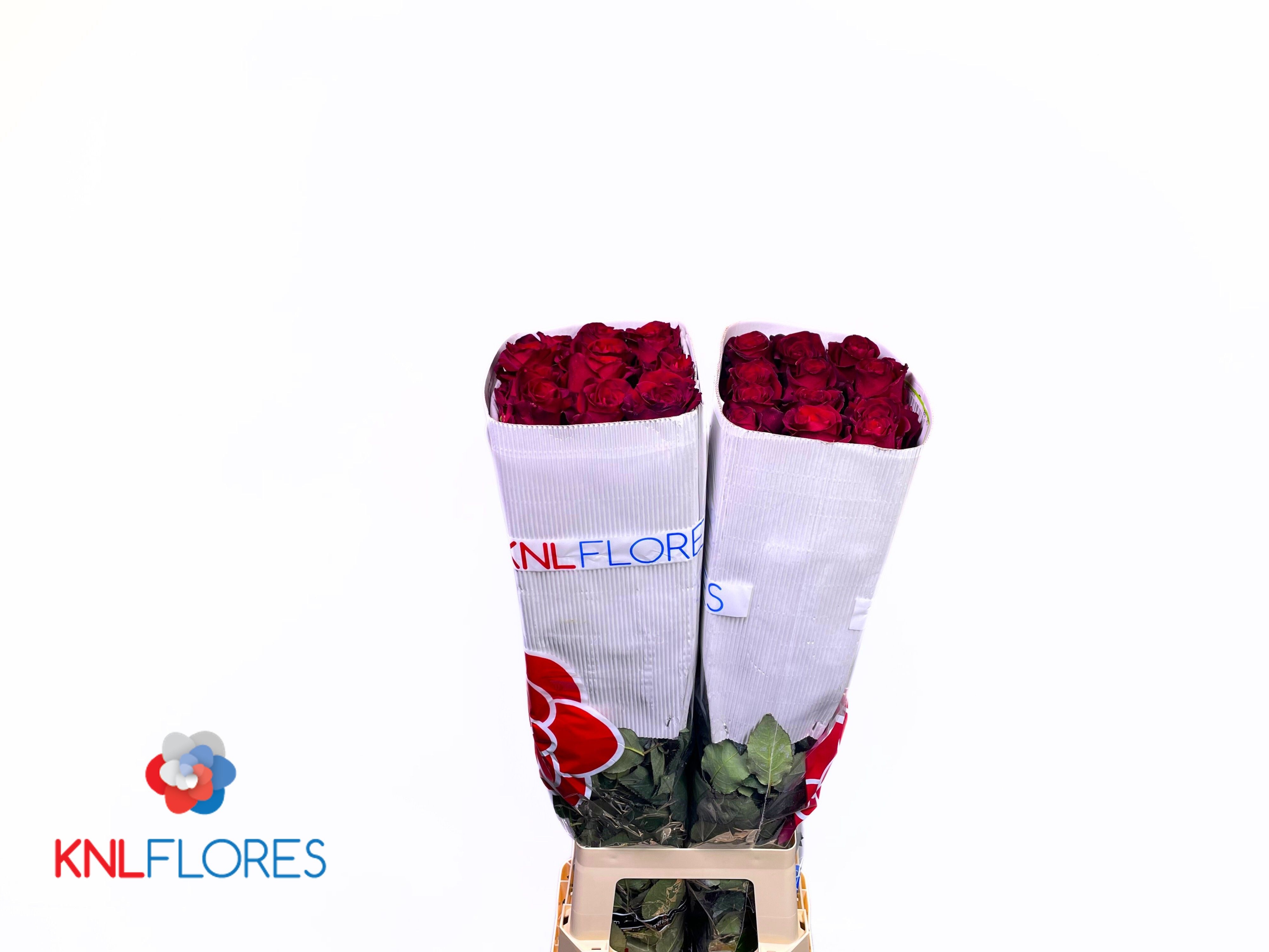 Rosa Explorer 80cm