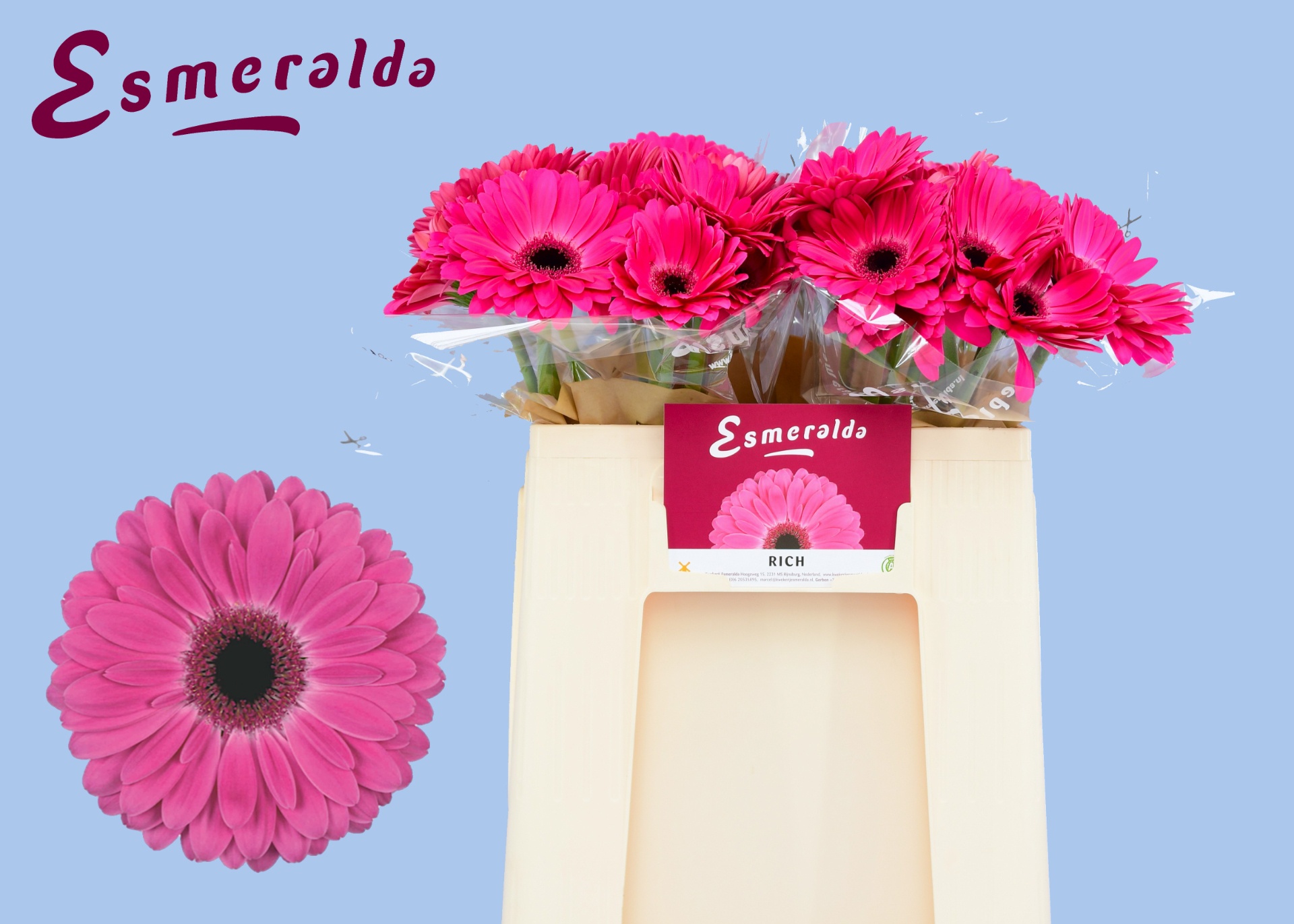 Gerbera Rich