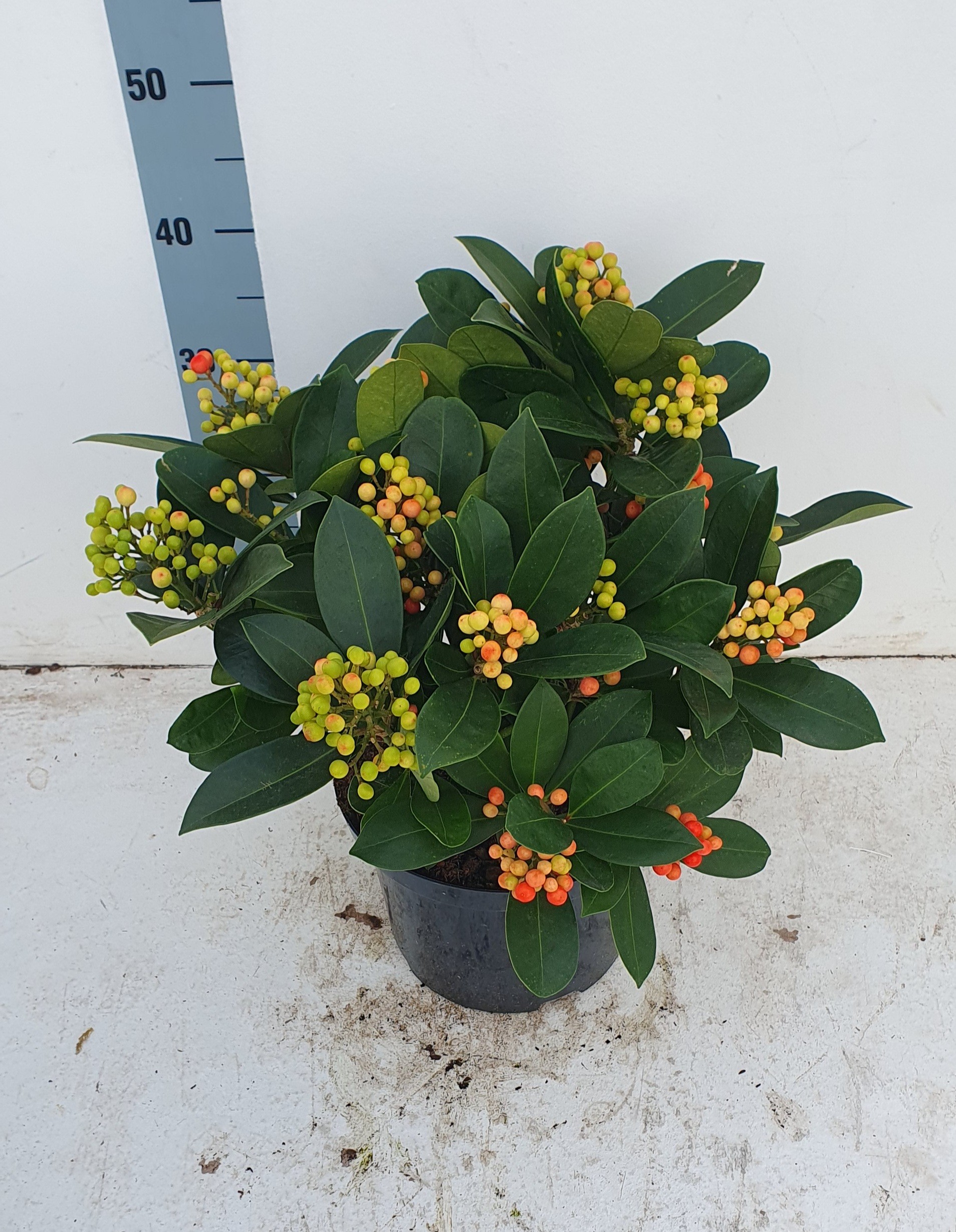 Picture of Skimmia japonica Veitchii P23 (5 Ltr) 15/+TRUSSES (LOOSE)