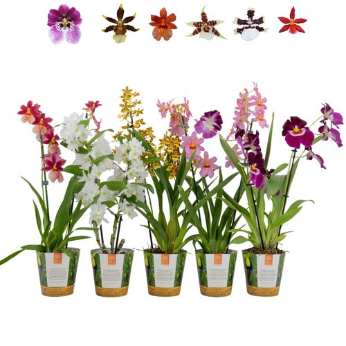 Orchid mix 2sp. seas.cover p12 Inca