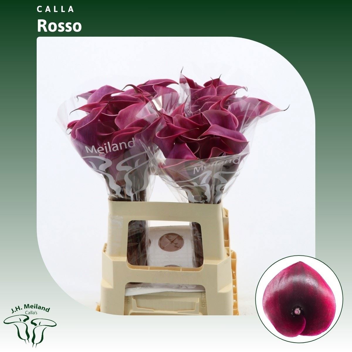Zant Rosso 60cm