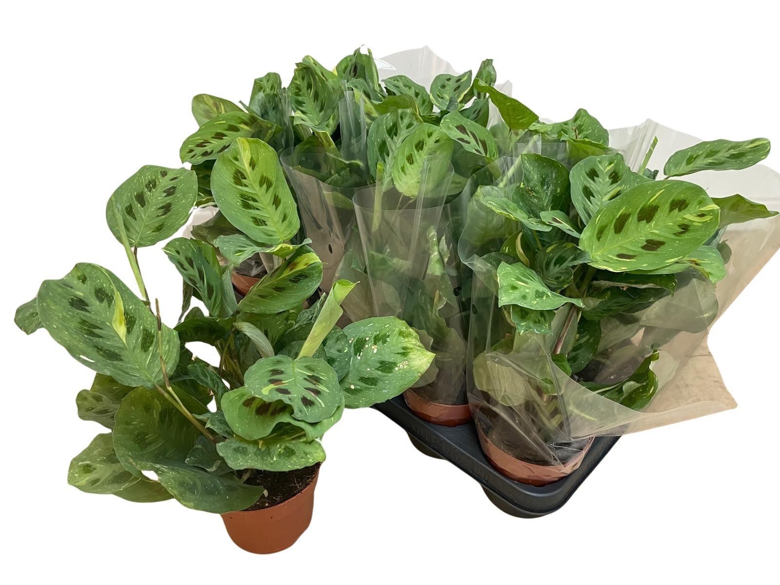 Maranta V Kerchovean 12Ø 35cm