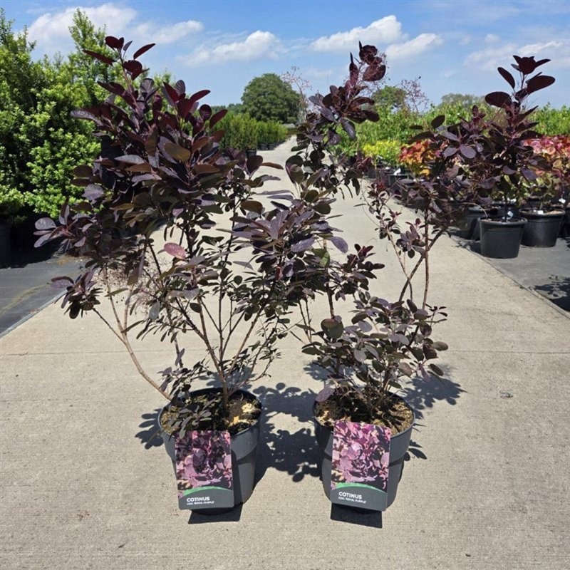 Coti Co Royal Purple