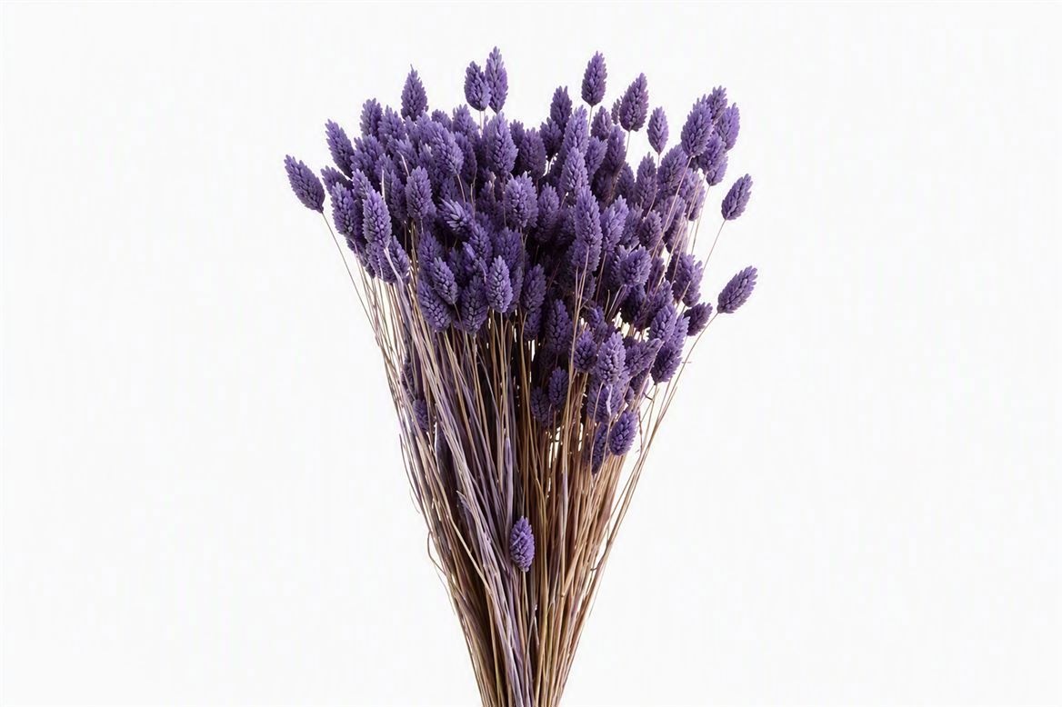 Dried/preserved Flowers Misc 70cm 150gram